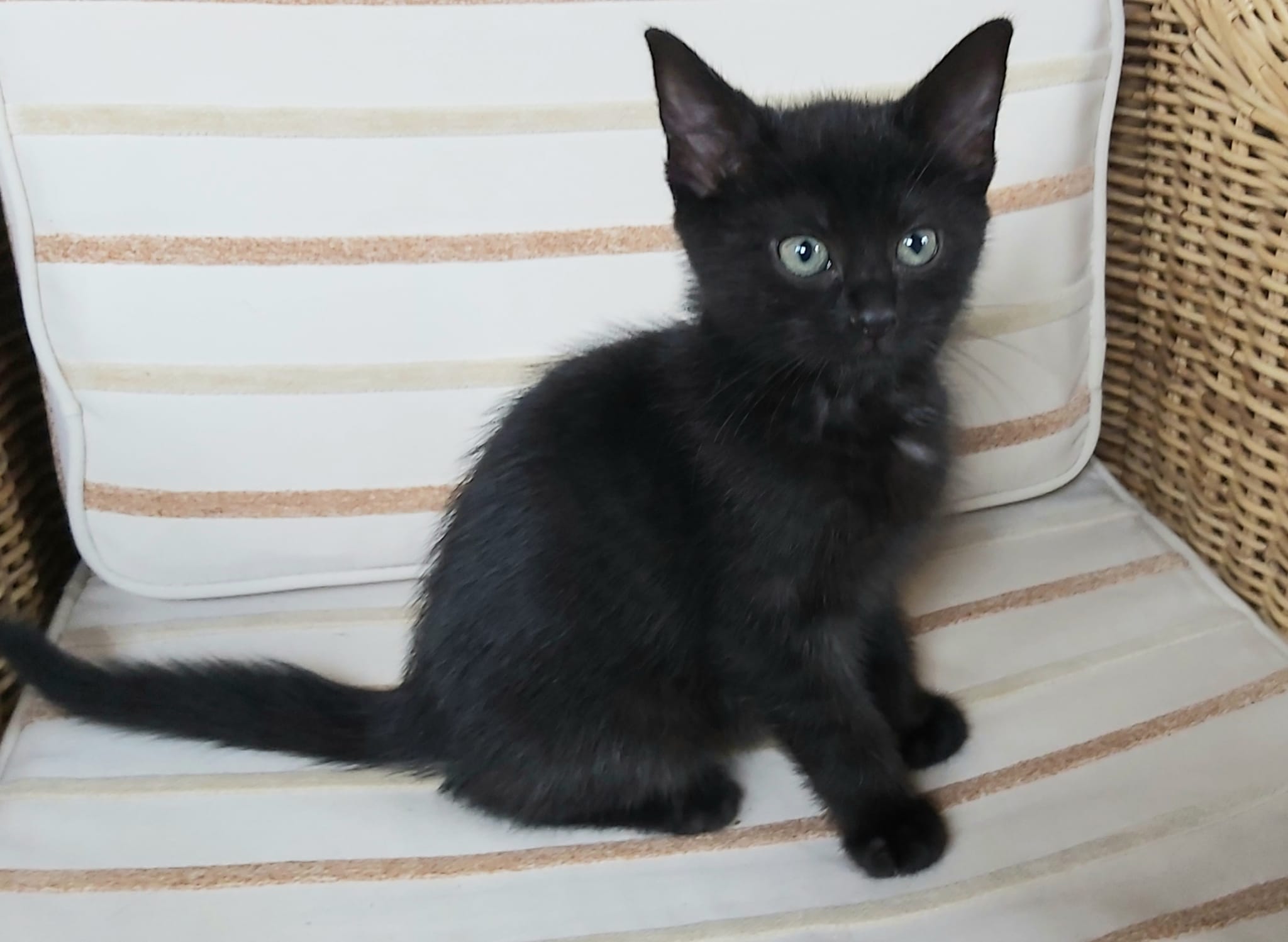 Frieda