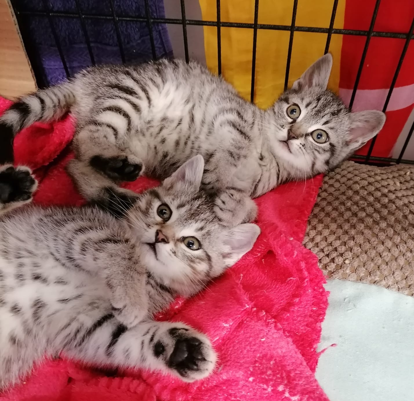 Fluffi + Jousie