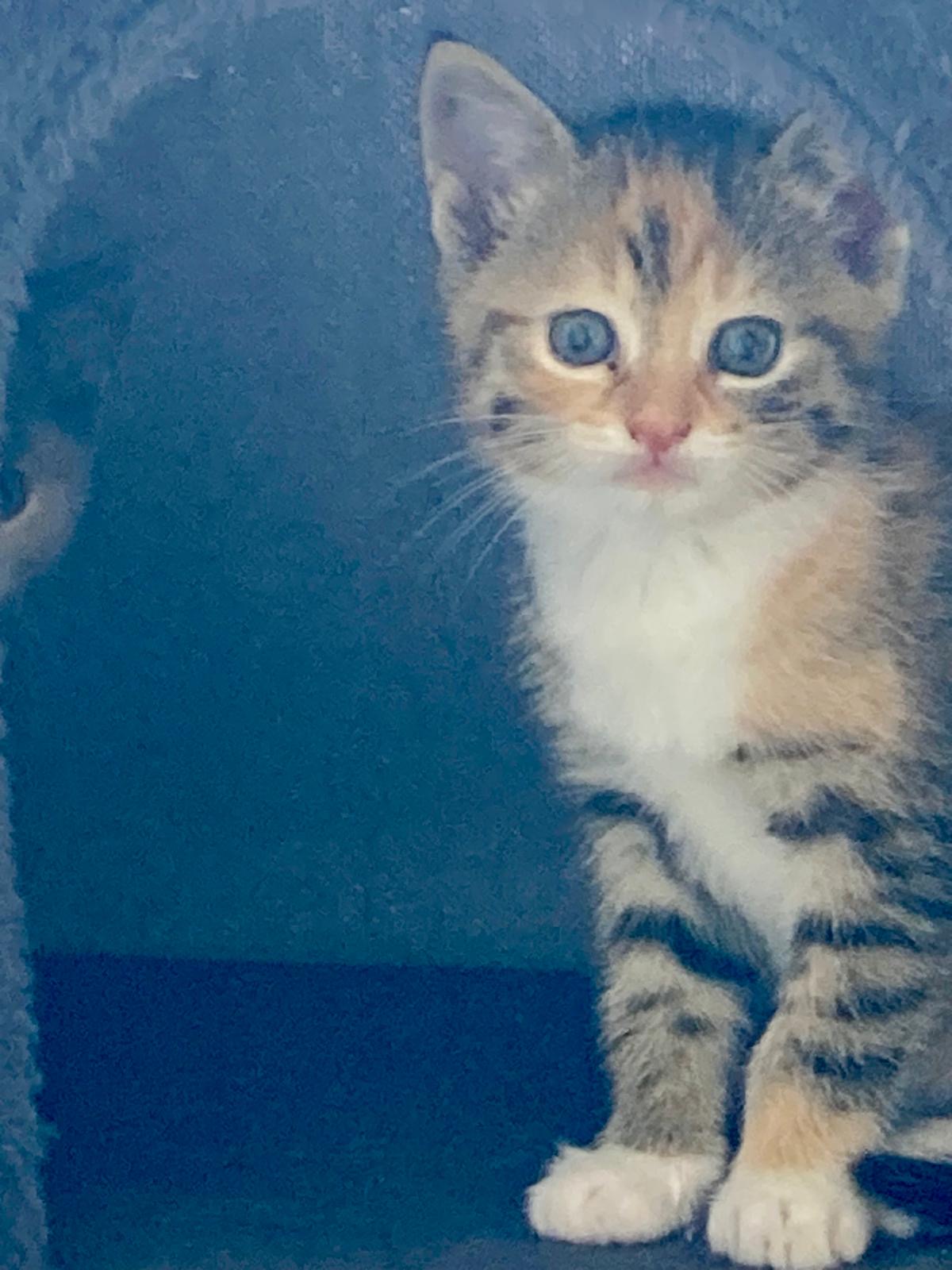 Ella