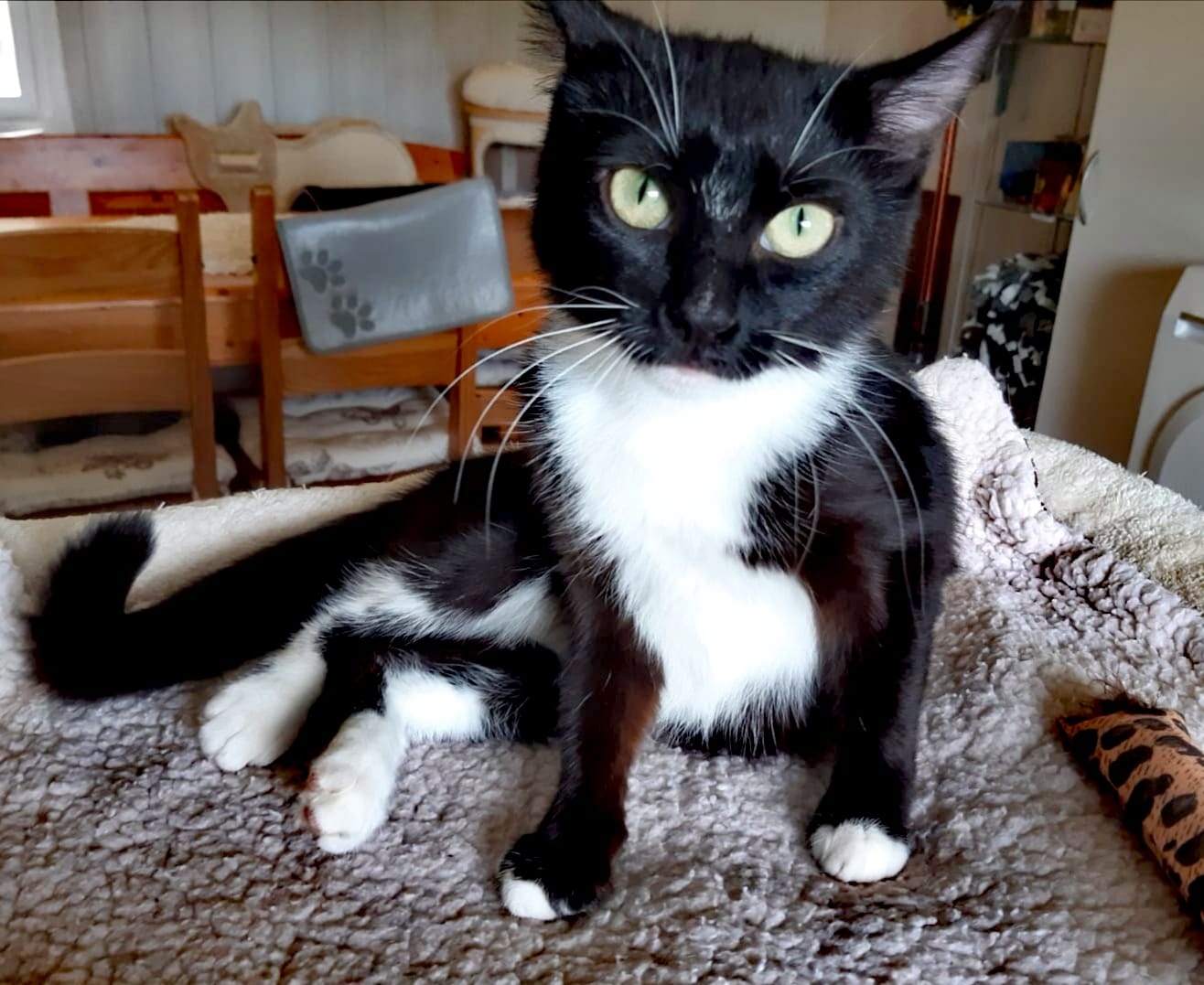 Minou