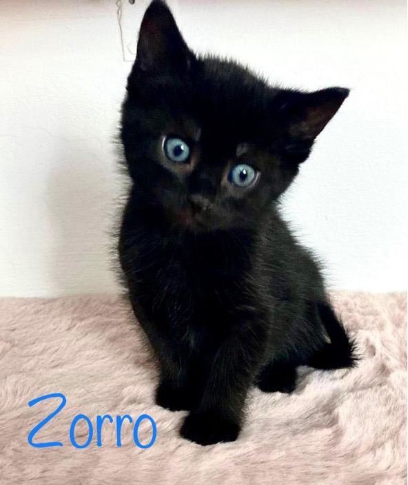Zorro