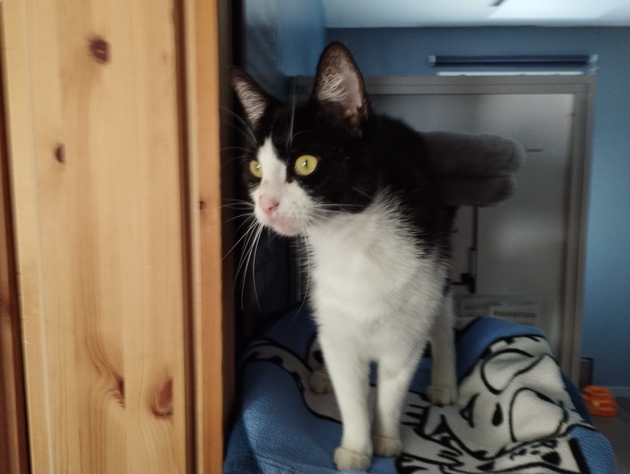 Leni