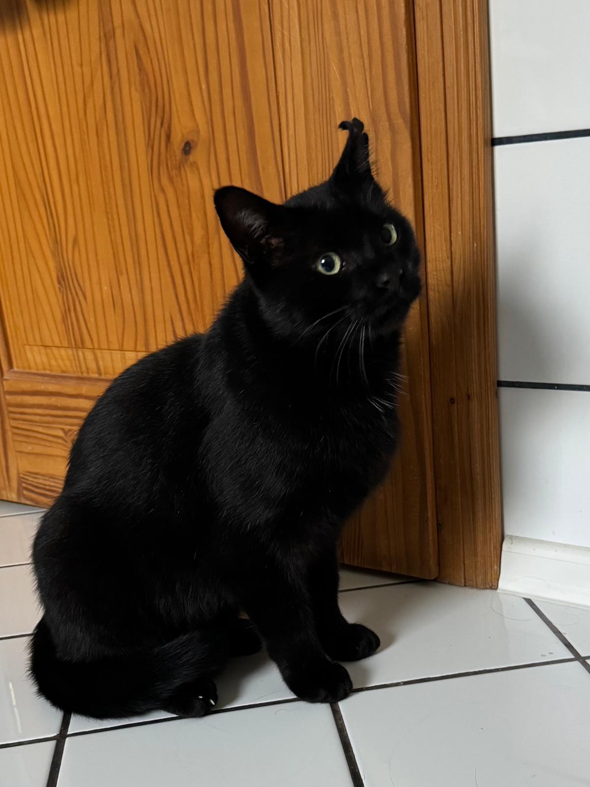 Fundkater Gierschnach