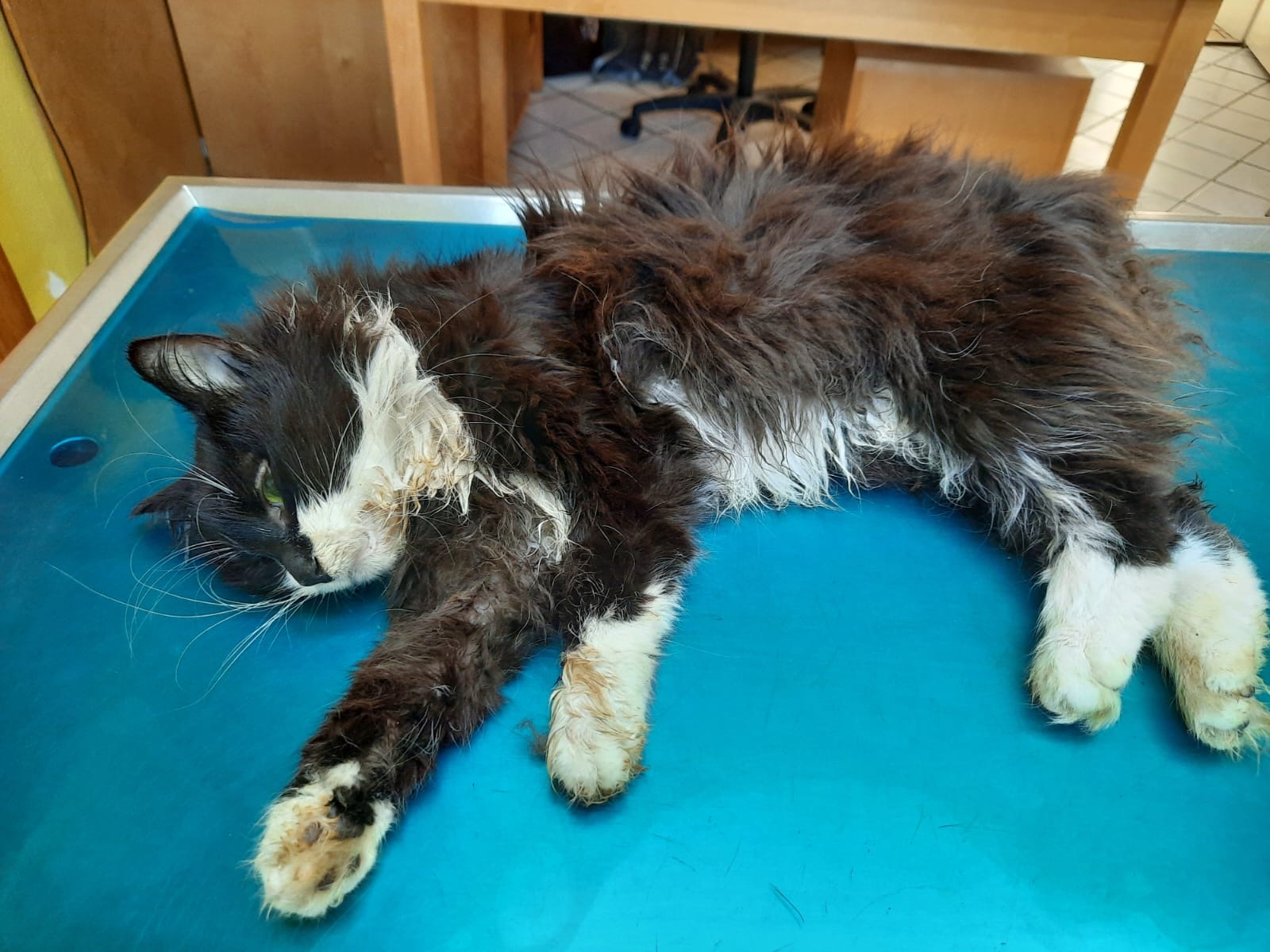 Fundkatze Bölingen
