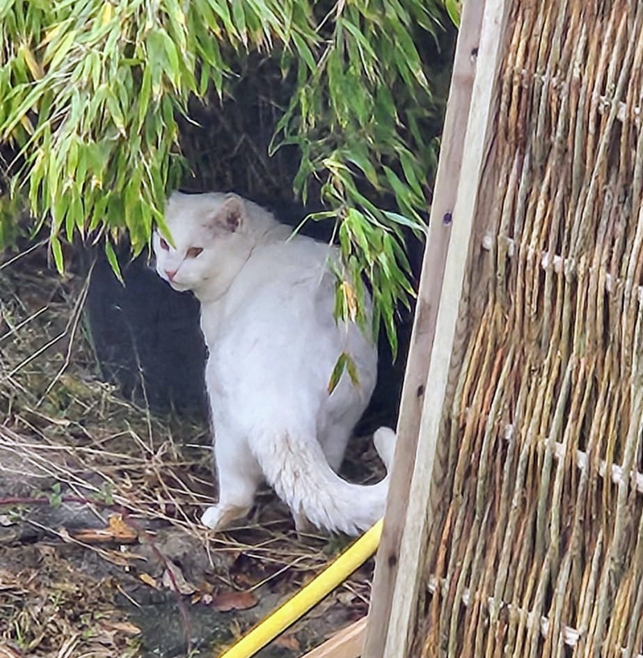 Kater aus Minderlittgen