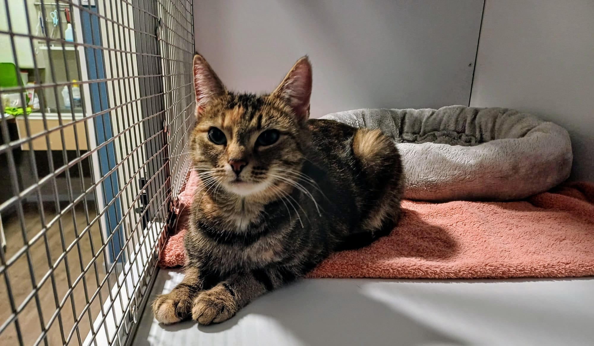 Fundkatze Gönnersdorf