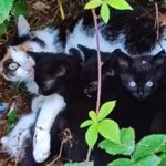 Fundkatzen-Familie, bei 30 Zecken hörten wir auf zu zählen