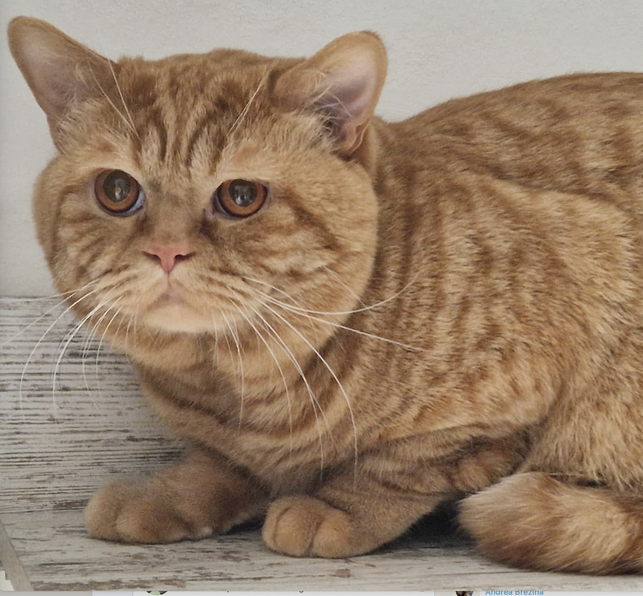 Tyson