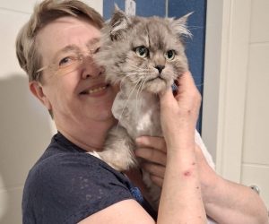Inge_Katzenhausdienst u Streichler
